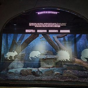 Bronx - Mouse House - Northern Luzon Cloud Rat