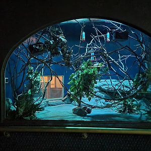 Bronx - Mouse House - Feathertail Glider