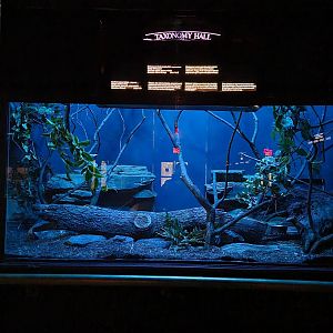 Bronx - Mouse House - Mohol Bushbaby, Madagascar Giant Jumping Rat