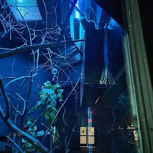 Bronx - Mouse House - Mohol Bushbaby