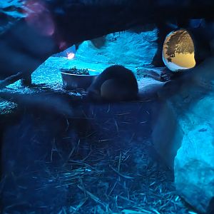 Bronx - Mouse House - Madagascar Giant Jumping Rat