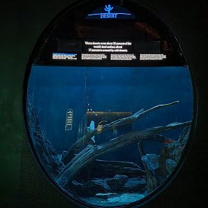 Bronx - Mouse House - Egyptian Spiny Mouse