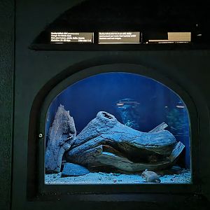 Bronx - Mouse House - Bushy-tailed Jird