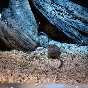 Bronx - Mouse House - Pallid Gerbil