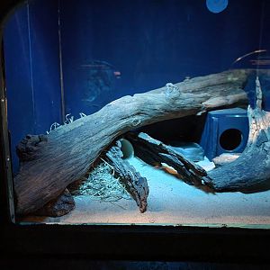 Bronx - Mouse House - Fat-tailed Gerbil