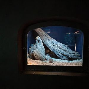 Bronx - Mouse House - Pallid Gerbil