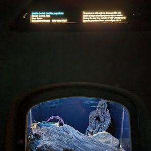 Bronx - Mouse House - Pallid Gerbil