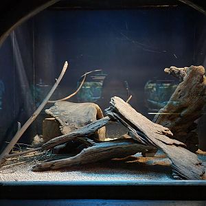 Bronx - Mouse House - Desert Jerboa