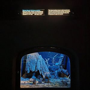 Bronx - Mouse House - Cactus Mouse