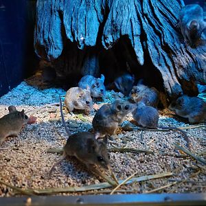 Bronx - Mouse House - Cactus Mice