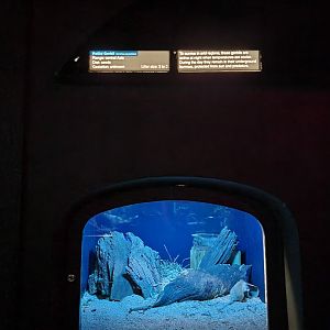 Bronx - Mouse House - Pallid Gerbil