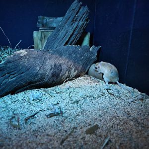 Bronx - Mouse House - Pallid Gerbil