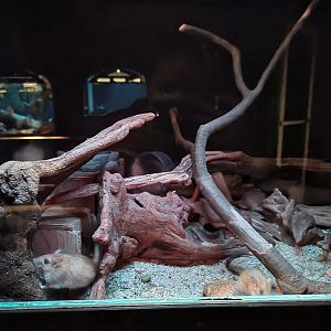 Bronx - Mouse House - Bushy-tailed Jird