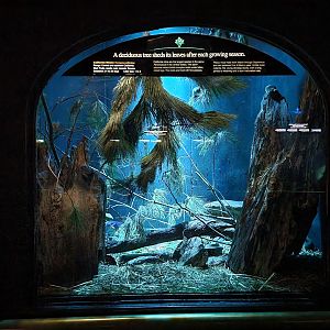 Bronx - Mouse House - California Mouse