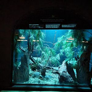 Bronx - Mouse House - North American Deer Mouse