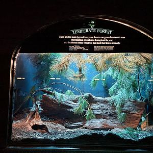 Bronx - Mouse House - Kusu Rat