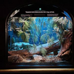 Bronx - Mouse House - Kusu Rat