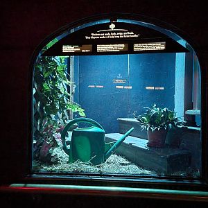 Bronx - Mouse House - House Mouse