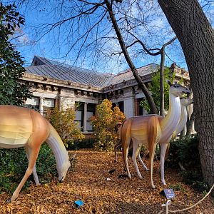 Bronx - Guanaco holiday lights outside reptile house