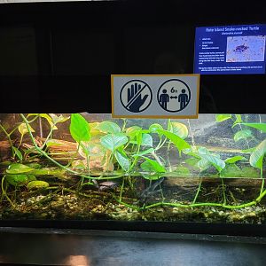 Bronx - RH - Rote Island Snake-necked Turtles, nursery