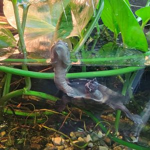 Bronx - RH - Rote Island Snake-necked Turtles, nursery