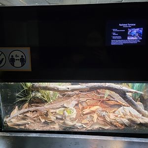 Bronx - RH - Radiated Tortoises, nursery