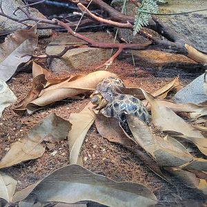 Bronx - RH - Radiated Tortoises, nursery