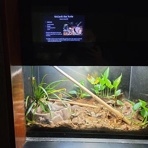 Bronx - RH - McCord's Box Turtles, nursery