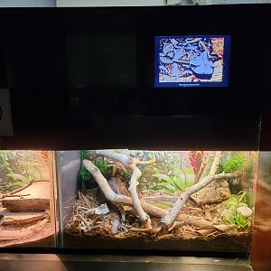 Bronx - RH - Gaboon x Rhinoceros Viper hybrid, nursery