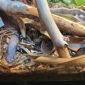 Bronx - RH - Gaboon x Rhinoceros Viper hybrid, nursery