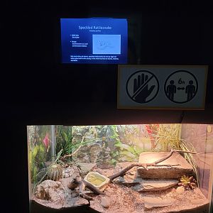 Bronx - RH - Speckled Rattlesnake, nursery