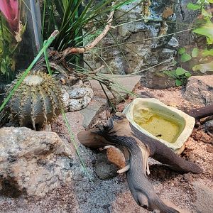 Bronx - RH - Speckled Rattlesnake, nursery