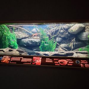 Bronx - RH - Eastern Hellbender