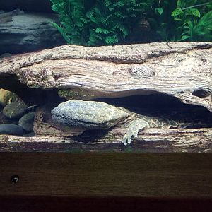 Bronx - RH - Eastern Hellbender