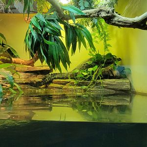 Bronx - RH - Dwarf Crocodile