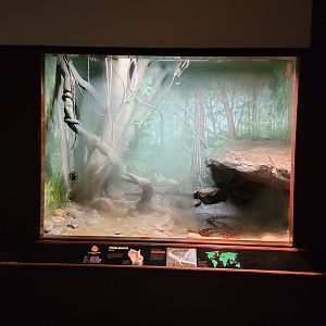 Bronx - RH - Burmese Pythons