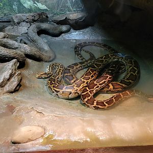 Bronx - RH - Burmese Pythons