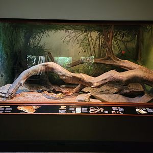 Bronx - RH - Reticulated Pythons