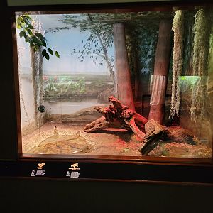 Bronx - RH - Anaconda, Smooth-sided Toads