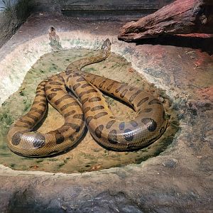 Bronx - RH - Anaconda