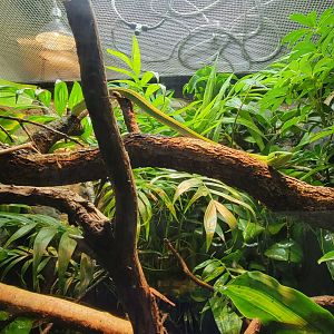 Bronx - RH - Giant Vine Snake