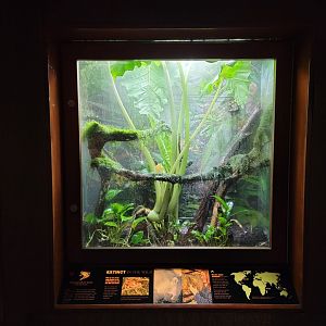 Bronx - RH - Kihansi Spray Toads