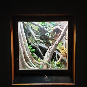 Bronx - RH - Ethiopian Mountain Viper