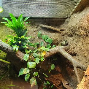 Bronx - RH - Ethiopian Mountain Viper