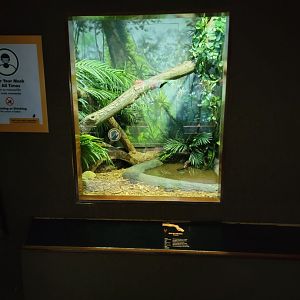 Bronx - RH - Hog Island Boa