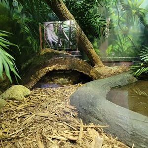 Bronx - RH - Hog Island Boa