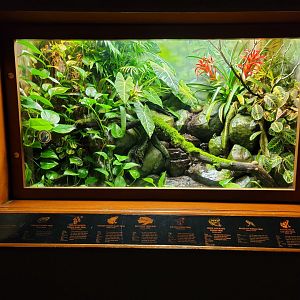 Bronx - RH - Poison Dart Frogs