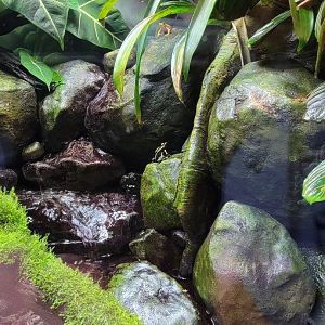 Bronx - RH - Poison Dart Frogs
