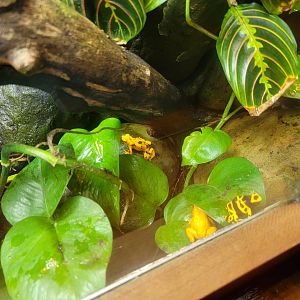 Bronx - RH - All the yellow dart frogs hanging out together :)