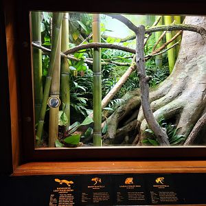 Bronx - RH - Brown Mantella, Green Mantella, Sambava Tomato Frog, Leaf-tailed Gecko